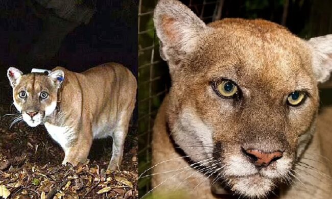 Ein Berglöwe. Quelle: dailymail.co.uk