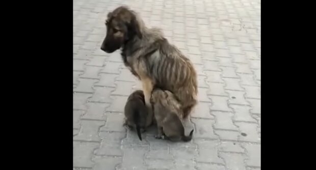 Hundemama mit Kindern. Quelle:Youtube Screenshot
