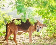 Lebenswunsch: wie der Hund Kelly ohne  Ohr lebt