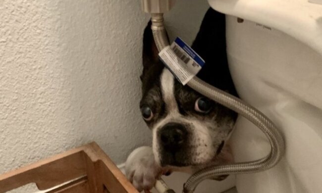 „Er hat mit den Zähnen ein Loch in den Stoff gebrochen und sich selbst darin verwickelt“: Die Besitzer sprachen über die dummen Handlungen ihrer Hunde
