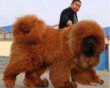 Experten nannten die größten und unglaublichsten Hunderassen: solche sind nicht jeden Tag zu sehen, auch nicht im Zoo