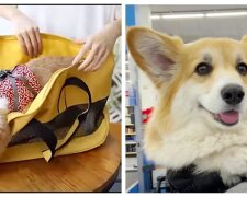 Hunde in der Tasche beim Einkaufen. Quelle: life.nv.сom