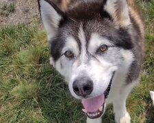 Husky. Quelle: YouTube Screenshot