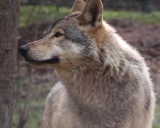 Wolf. Quelle: Screenshot Youtube