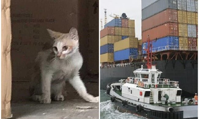 Kätzchen verbrachte 45 Tage auf einem Schiff. Quelle: Screenshot Youtube