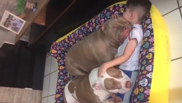 Sechsjähriger Junge schläft mit zwei großen Hunden. Quelle: Youtube Screenshot