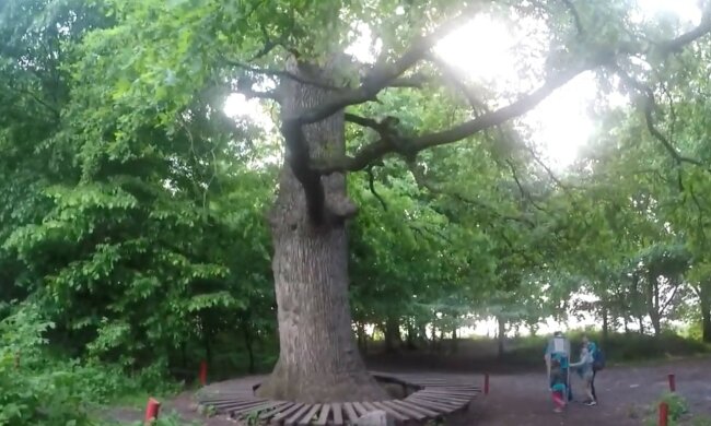 Pflanze mit Überraschung. Quelle: Screenshot YouTube