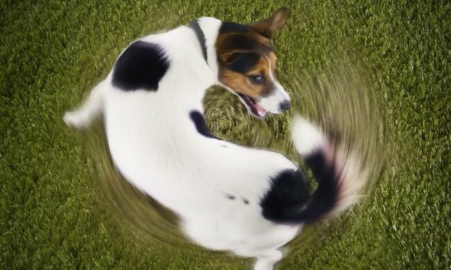 Spezielle Haustieraktivität