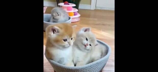 Babykatzen. Quelle: Youtube Screenshot