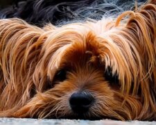 Wissenschaftler aus Ungarn haben ein Gen für die Langlebigkeit von Hunden untersucht, das es ihnen ermöglicht bis zu 27 Jahre alt zu leben