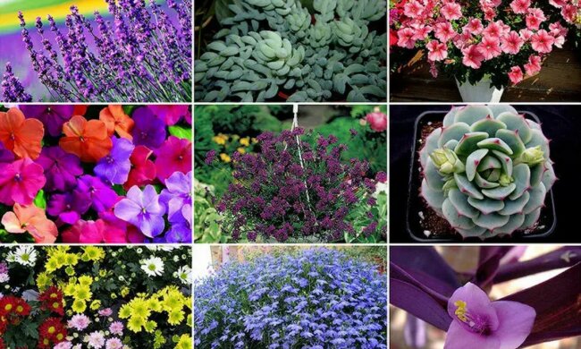 Man nannte Pflanzen, die für den Anbau in hängenden Blumentöpfen, am besten geeignet sind