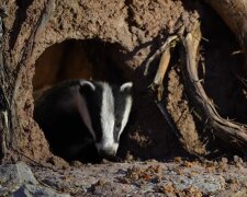 Entzückende gegenseitige Hilfe der Tiere. Quelle: Screenshot YouTube