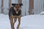 Straßenhund. Quelle: Youtube Screenshot
