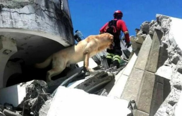 Die Geschichte von Daiko: Ein Hund, der Menschen mutig Leben rettete