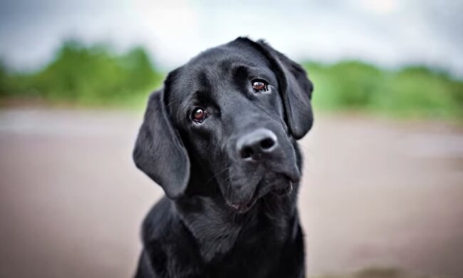 Besonders freundliches Haustier. Quelle: Screenshot YouTube