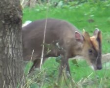 Muntjac. Quelle: trendymen.com