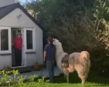 Wie ein Lama seinem Besitzer hilft, das Lebensmittel zu liefern
