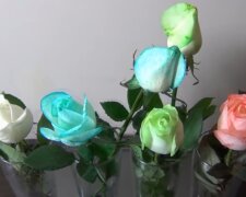 Blumen-Workshop: Wie man weiße Rosen in allen Farben des Regenbogens färben kann