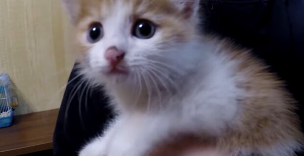 Babykatze. Quelle: Youtube Screenshot