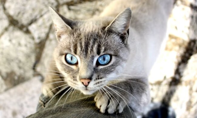 Kluger Schützling. Quelle: Screenshot YouTube