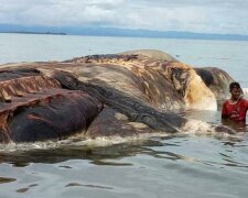 In Indonesien wird ein unbekanntes riesiges Meerestier am Ufer geworfen