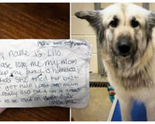 Eine Notiz, die bei Lilos Hund gefunden wurde. Quelle: epochtimes.сom