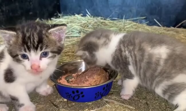 Winzige verwaiste Kätzchen. Quelle: Youtube Screenshot
