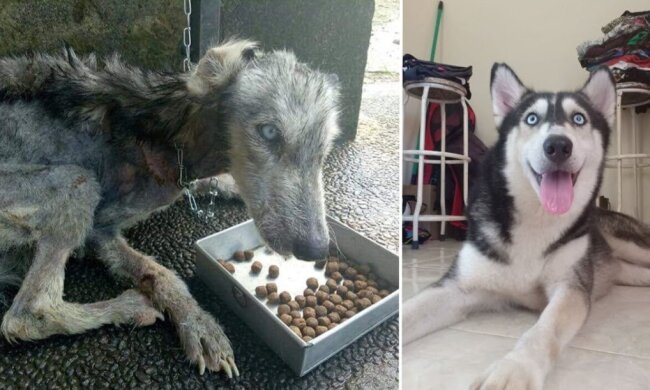 Wie ein erschöpfter Husky auf den Bali-Inseln gerettet wurde