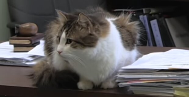 "Ich werde da sein": die Katze Oscar hat mehr als 100 Menschen auf ihrer letzten Reise begleitet