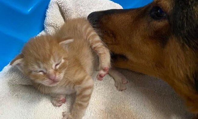 Eine Hündin namens Georgia nahm winzige Kätzchen auf, die ohne Mutter geblieben sind, und adoptierte sie
