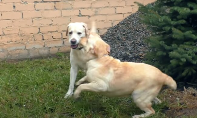 Verliebte Hunde. Quelle: Screenshot YouTube