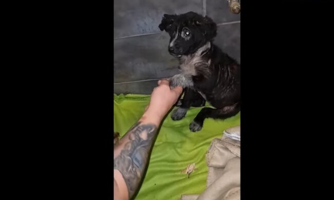 Ein Hund namens Lucky. Quelle: Youtube Screenshot