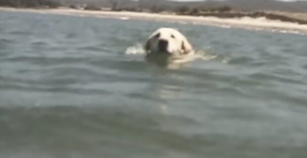 Der Hund im Wasser. Quelle: Screenshot YouTube