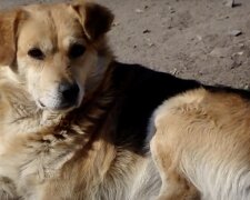 Kluger Hund. Quelle: Screenshot YouTube