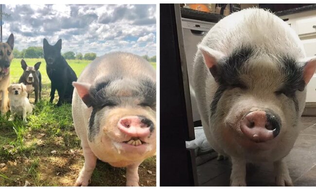 Choo. Quelle: Screenshot