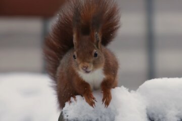 Eichhörnchen. Quelle: Screenshot Youtube