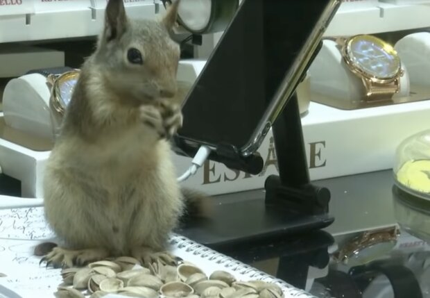 Eichhörnchen. Quelle: Screenshot YouTube