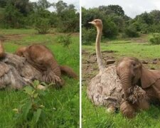 Ein Elefantenbaby verlor seine Mutter und ein Strauß kam zur Rettung: seltene Liebesschüsse in freier Wildbahn