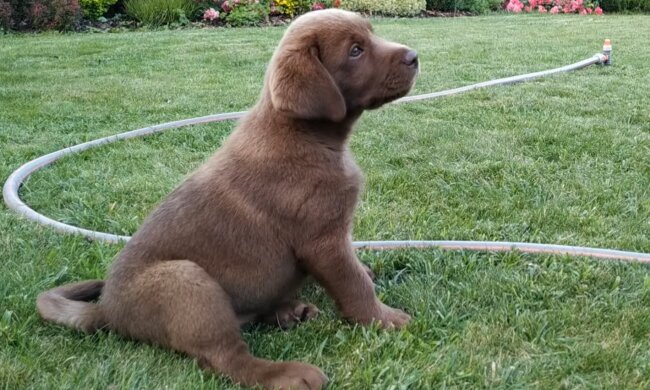 Hazel. Quelle: YouTube Screenshot