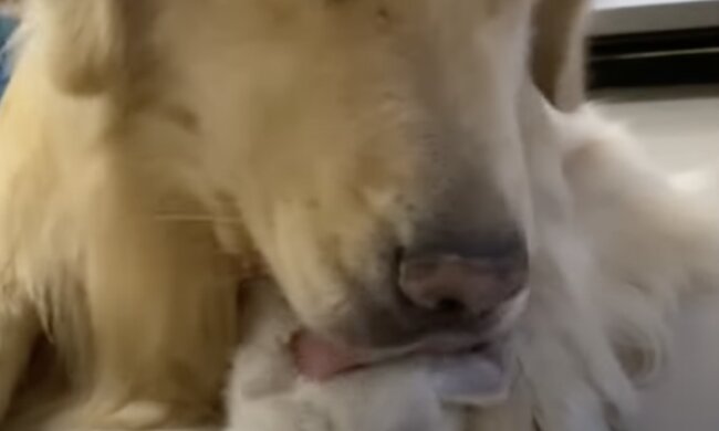 Katze und Hund. Quelle: Screenshot YouTube