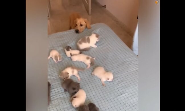 Niedliche Nachbarschaft: Welpe hat viele Kätzchen auf dem Bett gesehen und fühlte sich verlegen