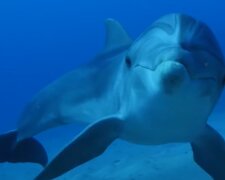 Delphin. Quelle: YouTube Screenshot
