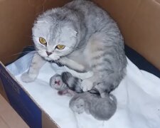 "Ein außergewöhnlicher Besuch": Trächtige Katze bringt ihre Kleinen zu Rettern