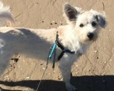 Ein Passant rettete den Hund, indem er ihn direkt am Strand künstlich atmete