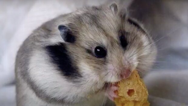 Hamster. Quelle: Screenshot YouTube