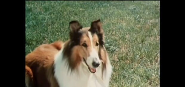 Lassie. Quelle: Youtube Screenshot