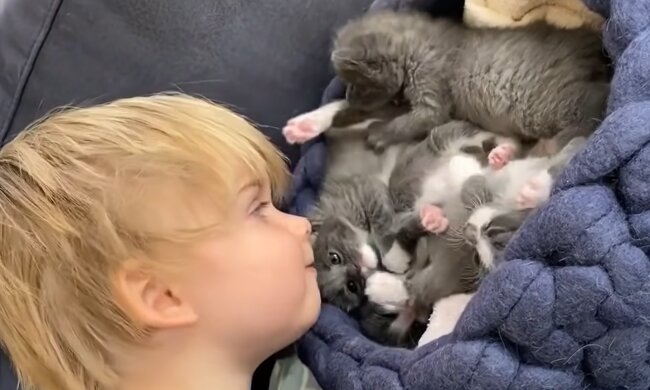 Ash und Kätzchen. Quelle: Screenshot Youtube