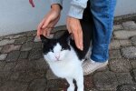 Pit, der Kater. Quelle: Youtube Screenshot