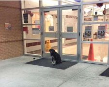 Jeden Morgen saß der Hund in der Nähe der Schultür und wedelte mit dem Schwanz in Erwartung der Hilfe