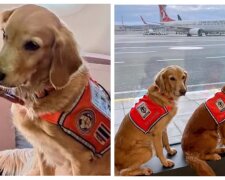 Rettungshunde. Quelle: Turkish Airlines